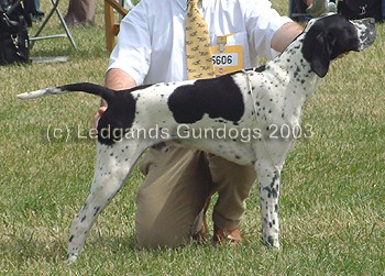 BPIB & 1st Minor Puppy Dog